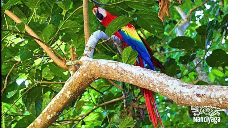Cabanas Ixaya Catemaco Eksteriør bilde